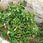 Jasminum laurifolium Alkat (teljes növény)