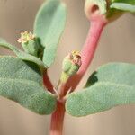 Euphorbia peplis Kvet