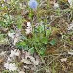 Globularia bisnagaricaFlor