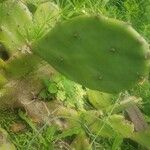 Opuntia ficus-indica Hostoa