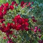 Rosa pendulinaLeaf