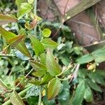 Jasminum beesianum Blatt