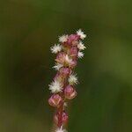 Triglochin palustris Virág