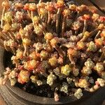 Sedum andegavense 葉