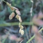 Eragrostis superba फूल
