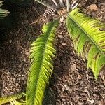 Encephalartos villosus Folha