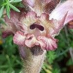 Orobanche caryophyllaceaFlower