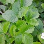 Fragaria vesca Liść