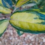 Elaeagnus × submacrophylla Folio