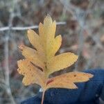 Crataegus pentagyna Hoja