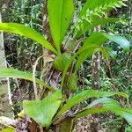 Bulbophyllum hamelinii Levél