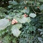 Sorbus latifolia Frukt