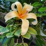 Ceiba insignis Blüte