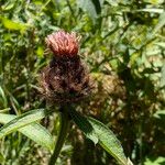 Centaurea decipiens 花