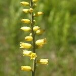 Aletris lutea Blomst