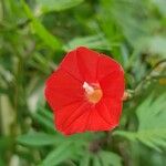 Ipomoea × multifida