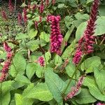 Bistorta amplexicaulis Floare