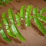 Pseudopiptadenia psilostachya Yaprak