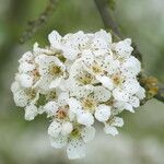 Pyrus pashia Blüte