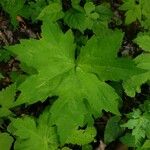 Petasites frigidus Leaf