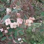 Hydrangea aspera 花