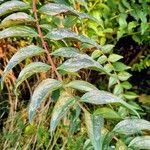 Coriaria japonica Blatt