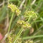 Angelica pyrenaea Flower