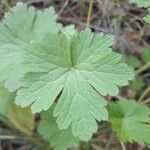 Geranium mascatense برگ