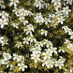 Saxifraga hypnoides Fula
