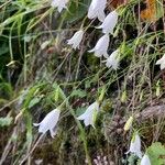 Campanula carnica Λουλούδι