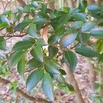 Camellia lutchuensis Leaf