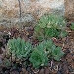 Haworthia cymbiformis Yeri