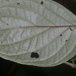 Piper curvipilum Lehti