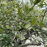 Capparis sepiaria Feuille