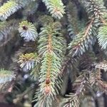 Picea sitchensisYaprak