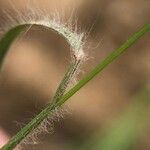 Festuca membranacea Leaf