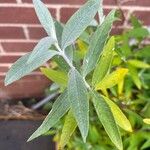 Buddleja saligna Leaf