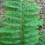 Polystichum aculeatumLeaf