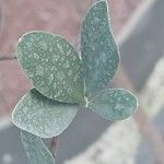 Simmondsia chinensis Φύλλο