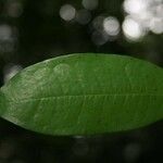 Duguetia calycina Leaf