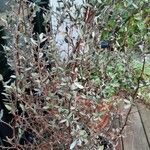 Leptospermum lanigerum Levél