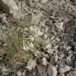 Amsonia longiflora ᱛᱟᱦᱮᱸ