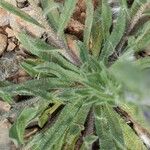 Echium arenarium Leaf