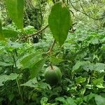 Voacanga africana Gyümölcs