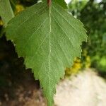 Betula pendula 葉