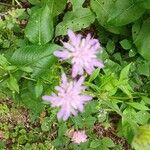 Knautia dipsacifoliaFlower