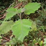 Solanum nudum Leaf