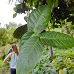 Syzygium samarangense Leaf