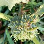 Datura ferox Fruit