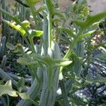 Senecio articulatus Blatt